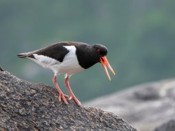 Huitrier (Norvège)